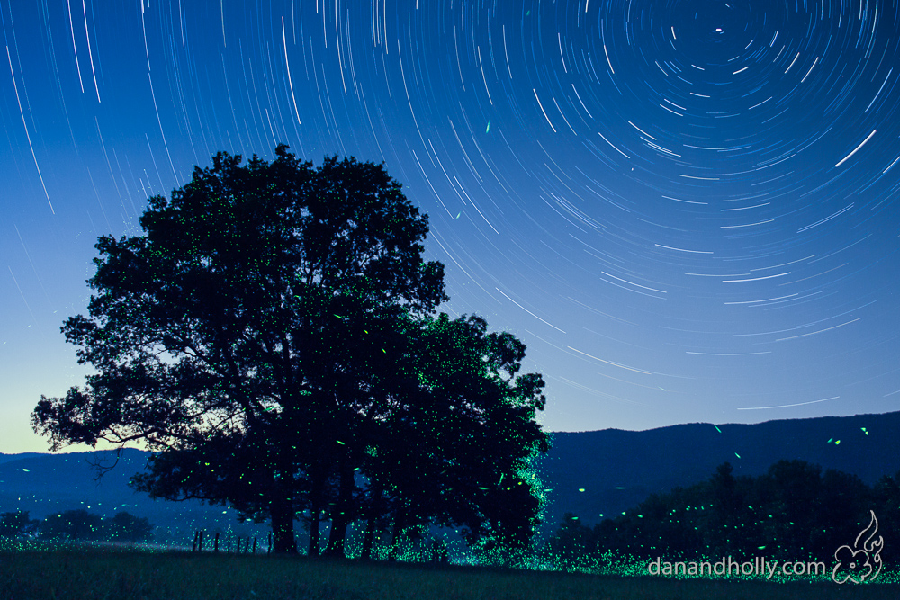 Fireflies in the Trees
